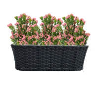 0000282968-jeor-kvetinac-cierny-1x1k-01.png