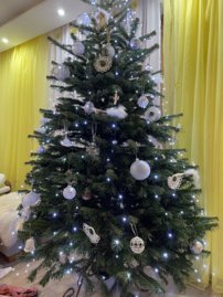 Kaukazská jedľa cca 200-250cm