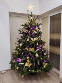 Kaukazská jedľa cca 170-200cm