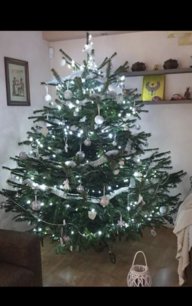 Kaukazská jedľa cca 170-200cm