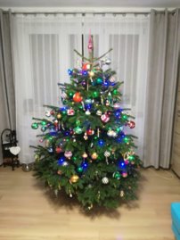 Kaukazská jedľa cca 170-200cm