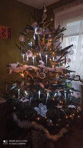 Kaukazská jedľa cca 170-200cm