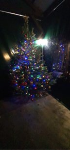 Kaukazská jedľa cca 170-200cm