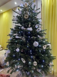 Kaukazská jedľa cca 170-200cm