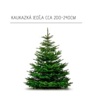Kaukazská jedľa cca 200-250cm